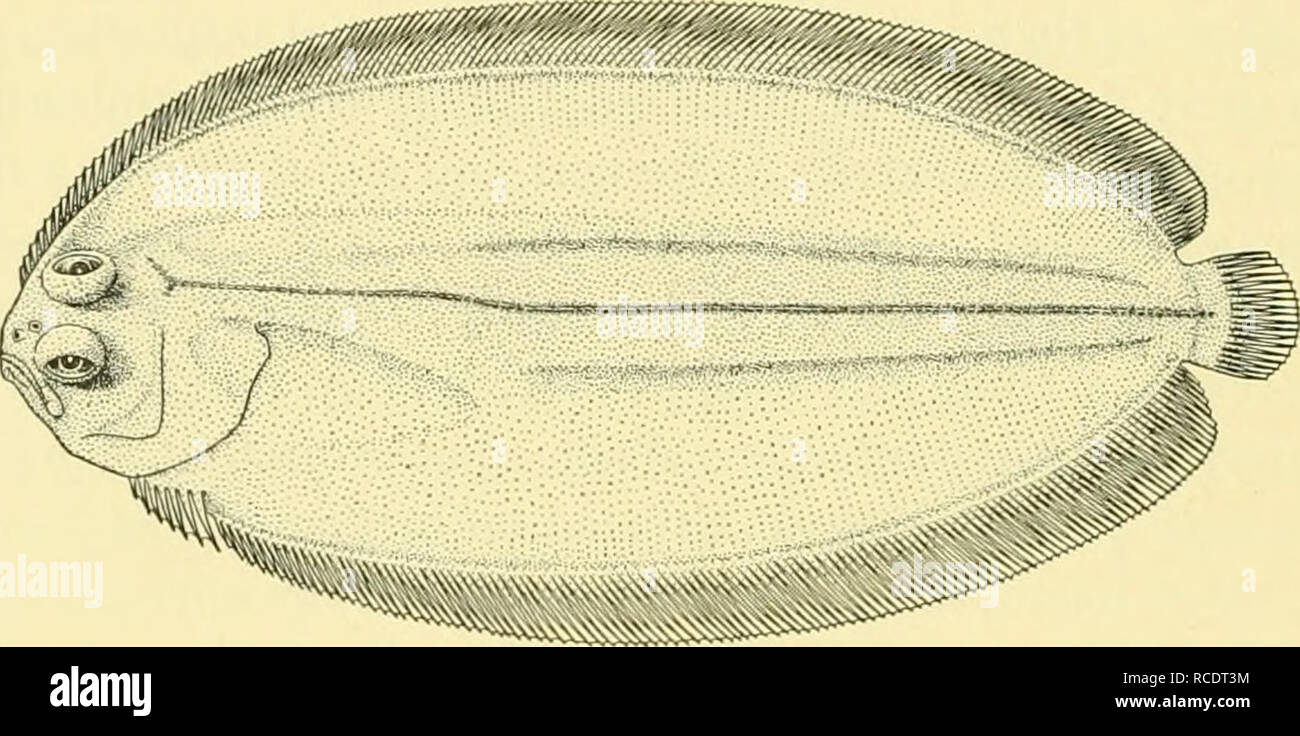 . Discovery reports. Discovery (Ship); Scientific expeditions. 362 DISCOVERY REPORTS Genotype: Achiropsetta tricholepis, n.sp. Apparently related to Lepidopsetta, differing chiefly in the form of the body and the structure of the scales. Achiropsetta tricholepis, n.sp. St. WS 89. 7. iv. 27. 9 miles N 21° E of Arenas Point Light, Tierra del Fuego; from 53° 01' 00&quot; S, 68° 07'00&quot; W to 52° 59'30&quot; S, 68° 06'00&quot; W. Commercial otter trawl, 23-21 m.: mud, gravel and stones, i specimen, 100 mm. Holotype. Depth of body 2 in the length, length of head 4^. Upper profile of head evenly Stock Photo
