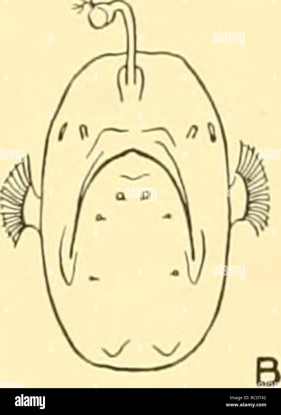 . Discovery reports. Discovery (Ship); Scientific expeditions. Fig. 44. Outline drawings of Cryptosparas couesii, showing the position of the papillae in the skin. A. Lateral view. B. Front view, (x i.) Mancalias uranoscopus (Giinther, 1878). Regan, t.c. p. 37, text-fig. 21. St. 293. 24. viii. 27. 4° 18' 15&quot; N, 16° 51' 00&quot; W. Young-fish trawl, 100-120 (-0) m.: 2 speci- mens, 28-30 mm. 28. X. 25. 13° 25' N, 18° 22' W. 4I m. net, horizontal, 900 (-0) m.: i specimen, 70 mm. Hab. Atlantic; Hawaiian Islands. Mancalias tentaculatus, n.sp. St. 114. 12. xi. 26. 52° 25' 00&quot; S, 9° 50' 00& Stock Photo