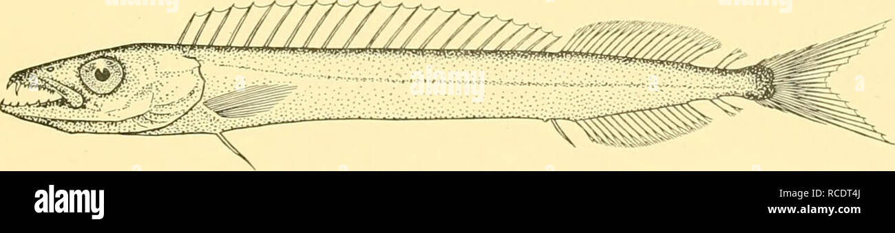 . Discovery reports. Discovery (Ship); Scientific expeditions. Fig. 40. Psenes pellucidm. (x i|.) Family GEMPYLIDAE Nealotus tripes, Johnson. Johnson, 1865, Proc. Zool. Soc. p. 434; Giinther, 1887, Deep-Sea Fish. 'Challenger', p. 35; Goode and Bean, 1895, Ocean. Ichth. p. 199. St.281.12.viii.27. oo°46'oo&quot;S,5°49'i5&quot;E. Young-fish trawl, 850-950 (-o)m.: i specimen, 53 mm. St.291. 24.viii.27. 3° 46'00&quot; N, 16° 49'00&quot; W. Young-fish trawl, 100 (-0) m.: I specimen, 88 mm. Depth of body 8 to 8| in the length, length of head nearly 4. Snout longer than eye, diameter of which is great Stock Photo