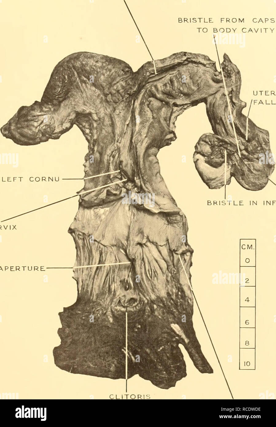 Discovery reports. Discovery (Ship); Scientific expeditions; Ocean;  Antarctica; Falkland Islands. DISCOVERY REPORTS VOL. XIX PLATE XXX LUMEN OF  RIGHT CORNU BRISTLE FROM CAPSULE TO BODY CAVITY BRISTLE IN CER URETHRAL A.