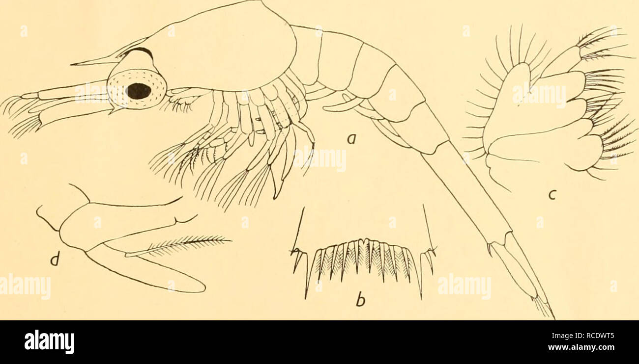 . Discovery reports. Discovery (Ship); Scientific expeditions; Ocean; Antarctica; Falkland Islands. LARVAE OF DECAPOD CRUSTACEA 331. a. Side view. Fig. 32. Upogebia B.R. I, stage III b. Part of telson. c. Maxilla. d. Maxillipede 3.. Please note that these images are extracted from scanned page images that may have been digitally enhanced for readability - coloration and appearance of these illustrations may not perfectly resemble the original work.. Institute of Oceanographic Sciences (Great Britain); National Institute of Oceanography of Great Britain; Great Britain. Colonial Office. Discover Stock Photo