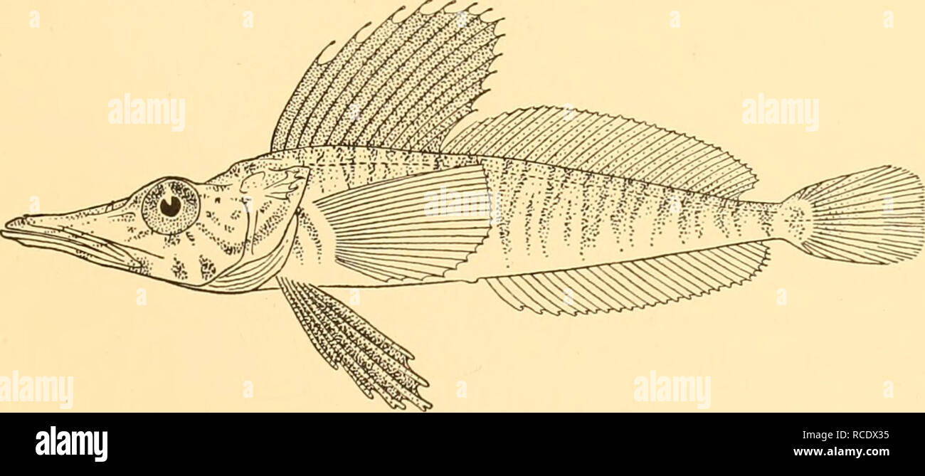 . Discovery reports. Discovery (Ship); Scientific expeditions; Ocean; Antarctica; Falkland Islands. CHAENICHTHYIDAE 71 Pagetopsis macropterus (Boulenger). Champsocephalus macropterus, Boulenger, 1907, Nat. Antarct. Exped. Nat. Hist., 11, Fish., p. 3, pi. ii; Pappenheim, 1912, Deutsche SiidpoL-Exped., xiii, Zool. v, p. 174; Roule, Angel and Despa.x, 1913, Deux. Exped. Antarct. Frang. (1908-1910), Poiss., p. 13. Pagetopsis macropterus, Regan, 1913, t.c, p. 286; 1914, Rep. Brit. Antarct. ('Terra Nova') Exped. 1910, Zool. I (i), p. 11; Waite, 1916, Austral. Antarct. Exped. Sci. Rep., Ser. C, III ( Stock Photo