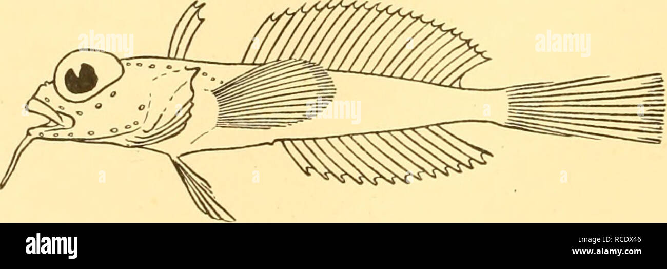 . Discovery reports. Discovery (Ship); Scientific expeditions; Ocean; Antarctica; Falkland Islands. 48 DISCOVERY REPORTS Genus DOLLOIDRACO Dolloidraco, Roule, 1913, Bull. Mus. Paris, 1913, No. i, p. 5; Roule, Angel and Despax, 1913, Deux. Exped. Antarct. Fraiif. (1908-1910), Poiss., p. 15. Type Dolloidraco longedorsalis, Roule. Differs from Artedidraco in having the spinous dorsal fin placed above the oper- culum. A single species. Coasts of the Antarctic Continent. Dolloidraco longedorsalis, Roule. Dolloidraco longedorsalis, Roule, 1913, Bull. Mus. Paris, 1913, No. i, p. 6; Roule, Angel and D Stock Photo