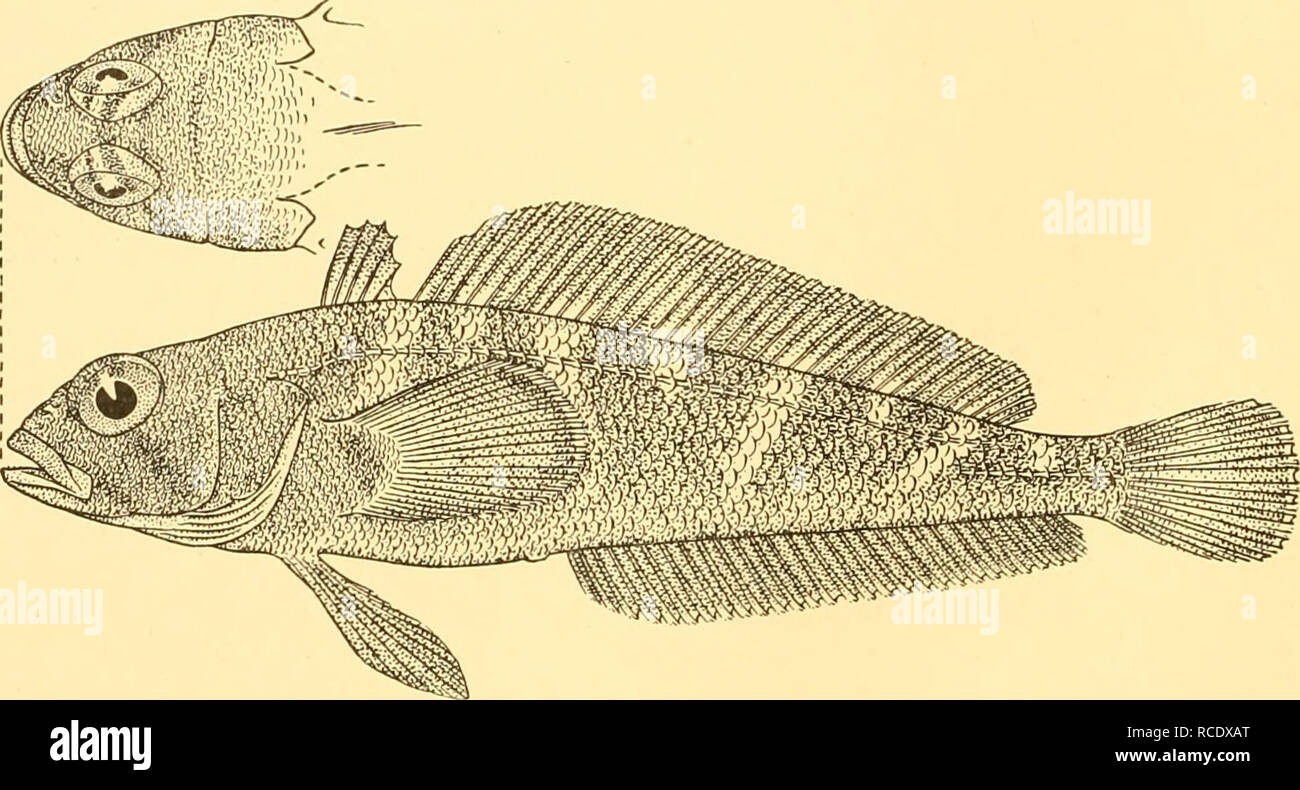 . Discovery reports. Discovery (Ship); Scientific expeditions; Ocean; Antarctica; Falkland Islands. ,2 DISCOVERY REPORTS Hab. Near the Burdwood Bank, south of the Falkland Islands. A full description of this species, which is known only from the unique holotype (190 mm. in total length), has been given in a previous report, but, since it seems to be more nearly related to Antarctic than to Patagonian species of Notothenia, I have included it again here. Notothenia kempi, Norman. Notothenia ketnpi, Norman, 1937, Ann. Mag. Nat. Hist., (10) xx, p. 475. St. 180. II. ii. 27. 17 miles W of North poi Stock Photo