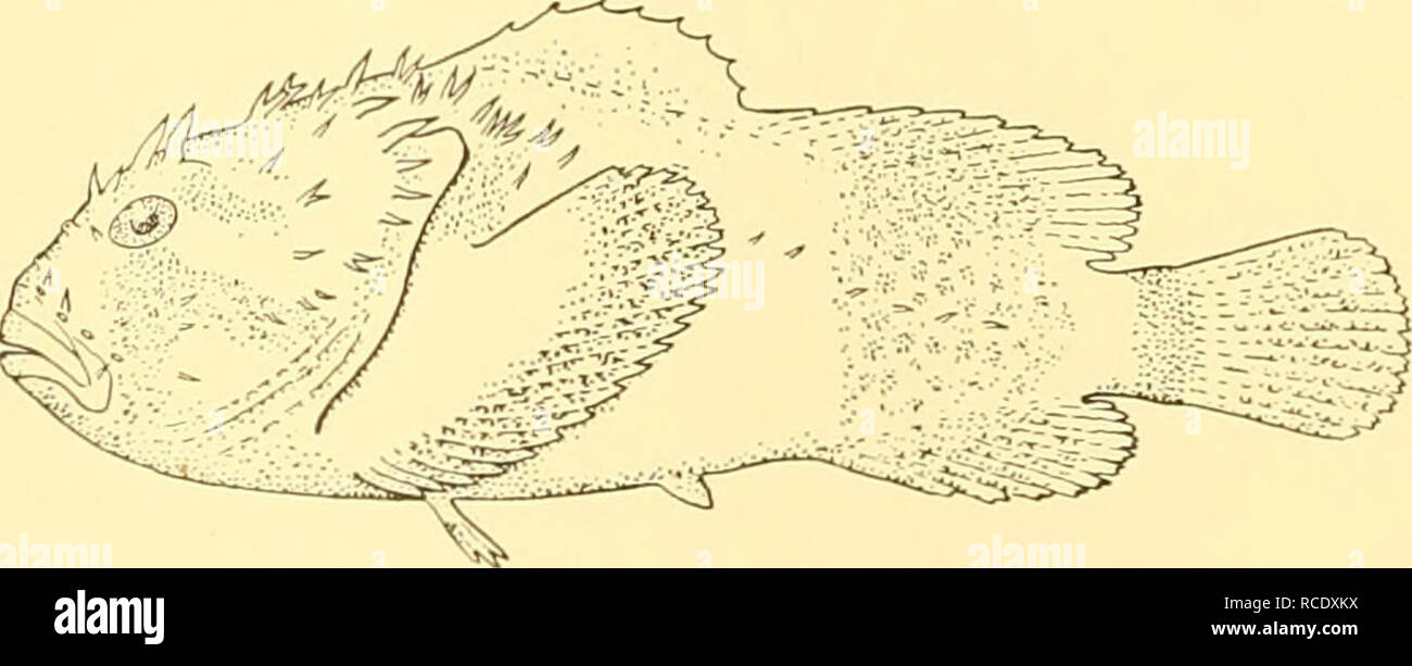 . Discovery reports. Discovery (Ship); Scientific expeditions; Ocean; Antarctica; Falkland Islands. 128 DISCOVERY REPORTS body, more oblique profile of the snout, more rugose head, higher dorsal spines, and by the coloration. McCulloch (1926, Rec. Austral. Mus., xv, p. 37) has discussed the status of the genus Congiopodus, Perry, and has given good reasons for using this name instead of Agriopus. PSYCHROLUTIDAE Neophrynichthys marmoratus, Gill. Neophrynichthys latus (non Hutton), Gunther, 1881, Proc. Zool. Soc, p. 20, pi. i; Lonnberg, 1907, Hamb. Magalh. Sammelr., Fische, p. 11. Neophrynichthy Stock Photo