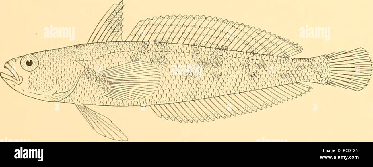 . Discovery reports. Discovery (Ship); Scientific expeditions; Ocean; Antarctica; Falkland Islands. NOTOTHENIIDAE 7i Notothenia jordani, Thompson. Notothenia jordani, Thompson, 1916, Proc. U.S. Nat. Mus., L, p. 443, pi. iii, fig. 3. St. WS 90. 7. iv. 27. 13 miles N 83° E of Cape Virgins Light, Argentine Republic. Commercial otter trawl, 82-81 m.: 2 specimens, 160, 165 mm. St. WS 833. 1. ii. 32. 520 30' S, 68° 00' W. Nets (4 and 7 mm. mesh) and seine net attached to back of trawl, 38-31 m.: 9 specimens, 120-175 mm- St. WS 834. 2. ii. 32. 520 57' 45&quot; S, 68° 08' 15&quot; W. Seine net attache Stock Photo