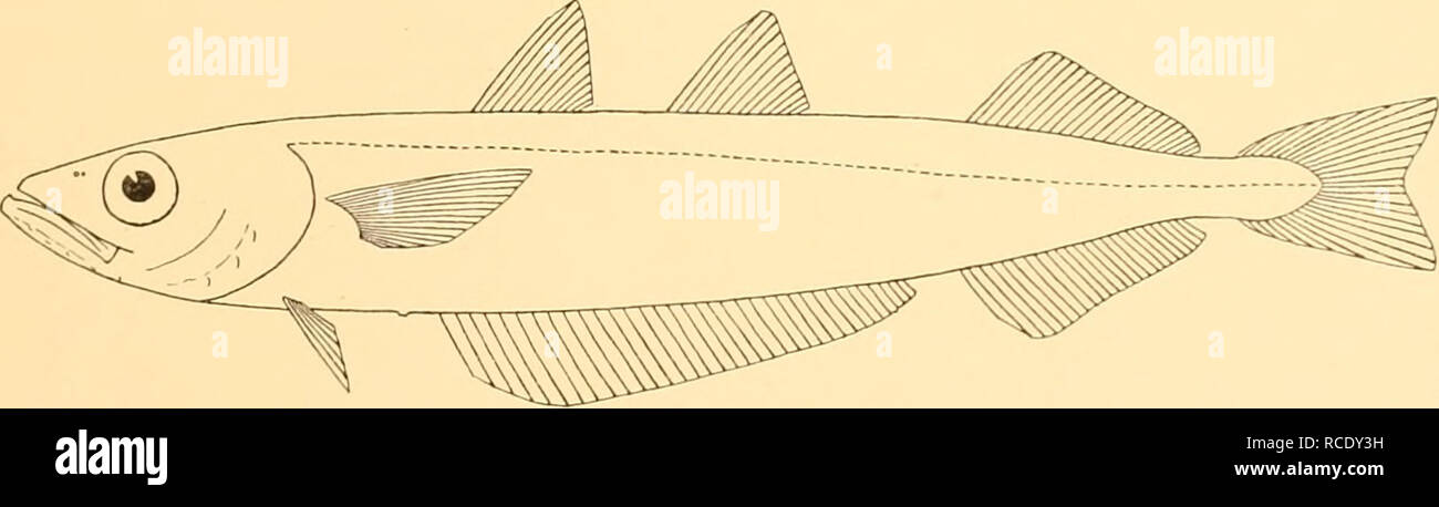 . Discovery reports. Discovery (Ship); Scientific expeditions; Ocean; Antarctica; Falkland Islands. GADIDAE 5i B. Pelvic fin reduced to a bifid filament, with or without some other rudimentary rays. 1. First dorsal with 8 to 10 rays; pelvic much longer than head ... Urophyi IS. 2. First dorsal with 5 or 6 rays; pelvic usually shorter than head ... Lai WONi i i. Micromesistius australis, sp.n. St. WS80. 14. iii. 27. 50°57'S, 63°37'30&quot; W. Commercial otter trawl, 152-151 m.: 4 specimens, 445-510 mm. (holotype, 445 mm.). St. WS99. 19. iv. 27. 490 42'S, 59° 14'30&quot; W. Commercial otter tra Stock Photo