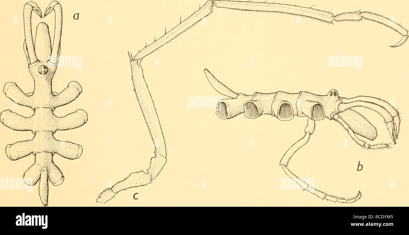 . Discovery reports. Discovery (Ship); Scientific expeditions; Ocean; Antarctica; Falkland Islands. NYMPHONIDAE 8i and eight). There is no terminal claw, but the last three or four denticulate spines are considerably longer than the others on segment lo (Fig. 39 d). Leg with ova visible in femur and the two distal coxae. Second coxa equal to the. Fig. 38. Heteronymphon kempi, gen. et sp.n.: a. Holotype; dorsal view of body with chelophores. b. Holotype, lateral view of body with chelophores, palp and oviger. c. Third leg. Other two together, with a distinct prominence on the dorsal surface (Fi Stock Photo