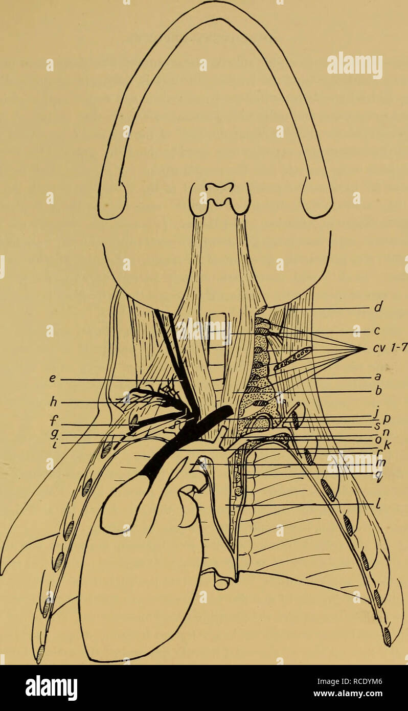 . Discovery reports. Discovery (Ship); Scientific expeditions; Ocean; Antarctica; Falkland Islands. Fig. i. Showing the position of the great thoracic rete with relation to the scalene muscle, thoracic cavity and cervical vertebrae. Rete dotted. a, Scalene muscle b, Rectus capitis amicus major muscle c, Longus colli muscle d, Trachelo-mastoid and splenius muscles e, Jugular vein /, Posterior thoracic and internal mammary veins g, Brachial vein h, Axillary venous plexus i, Right brachio-cephalic vein /, Left brachio-cephalic vein k, Precava /, Dorsal aorta m, Ductus arteriosus n, Carotid artery Stock Photo