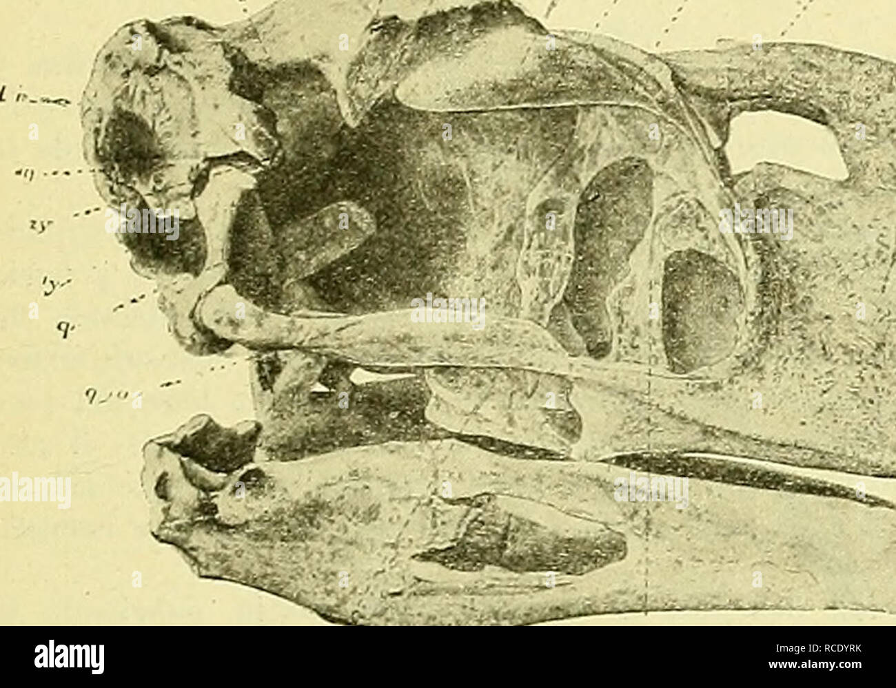 . El Hornero. Birds. 1920 L. Kraglievich: Alies fósiles de la H. Argentina 51 De cualquier manera, y por grandes que sean estas soluciones de continuidad, la PaleontologÃ-a confirma las inducciones de la AnatomÃ-a comparada y de la Ontogenia al establecer, por una sÃ-ntesis regresiva, la comunidad de origen de aves y reptiles y la descendencia de aquellas de algún genero de éstos extinguido en las remotas edades triásicas. Dejando de lado los hallazgos tan interesantes de aves fósiles en el territorÃ-o de Norte América, asÃ- como en Europa y, más especialmente, en Madagascar y Nueva Zel Stock Photo