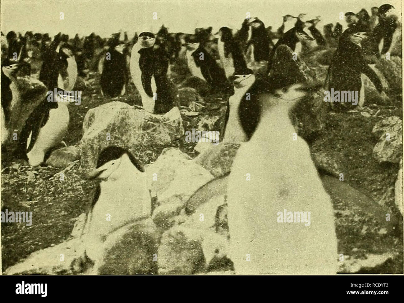 . El Hornero. Birds. 1920 A. G. Bemielt: Breves notas sobre las aves antarticas 27 de esta especie. Algunos son más corpulentos y tienen unas plumas blanquizcas en el cuello y en el dorso, mientras que otros son más peíjueños y de coloración más obscura. Sin embargo, todos viven juntos en la misma colonia y tienen iguales costumbres. Oceanites oceanicus (Kubl). &quot;Petrel de las tormentas, petrel de AVilson&quot;.— Su distribución es circumpolar en el hemisferio austral, pero al Norte se extiende por el Atlántico hasta las islas británicas. Esta pequeña ave se encuentra en gran número en cua Stock Photo