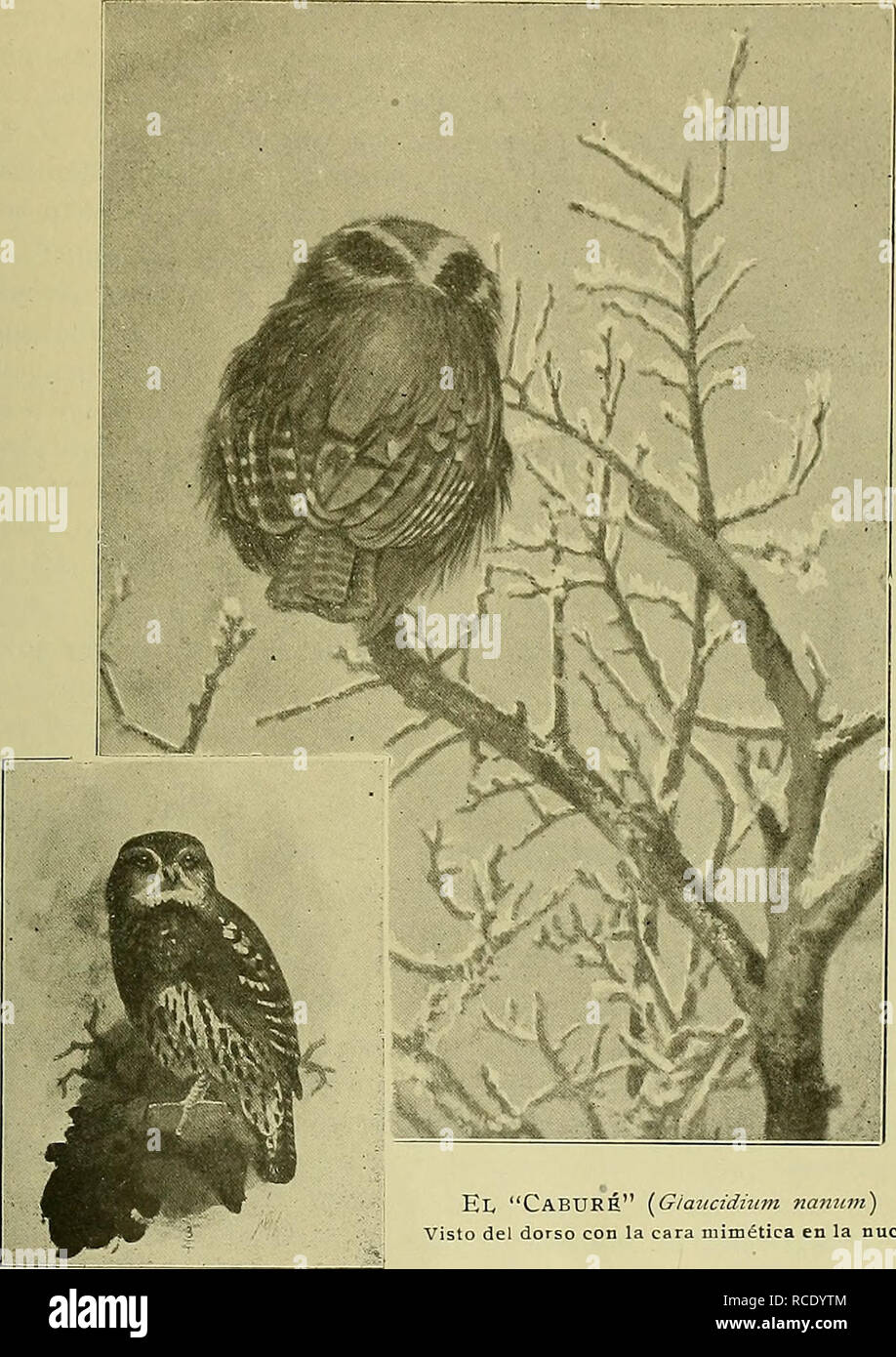 El Hornero. Birds. (Vol. 1-1919 EL HORNERO LAM III. El " ...