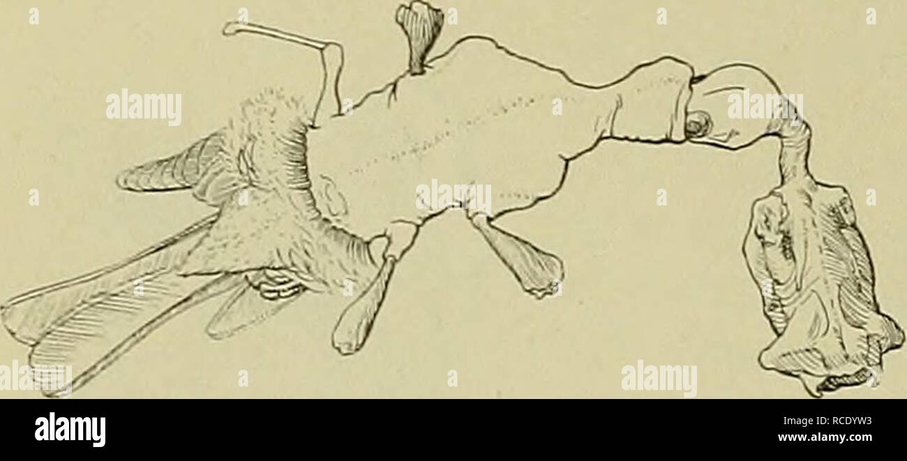 como secar un plumas