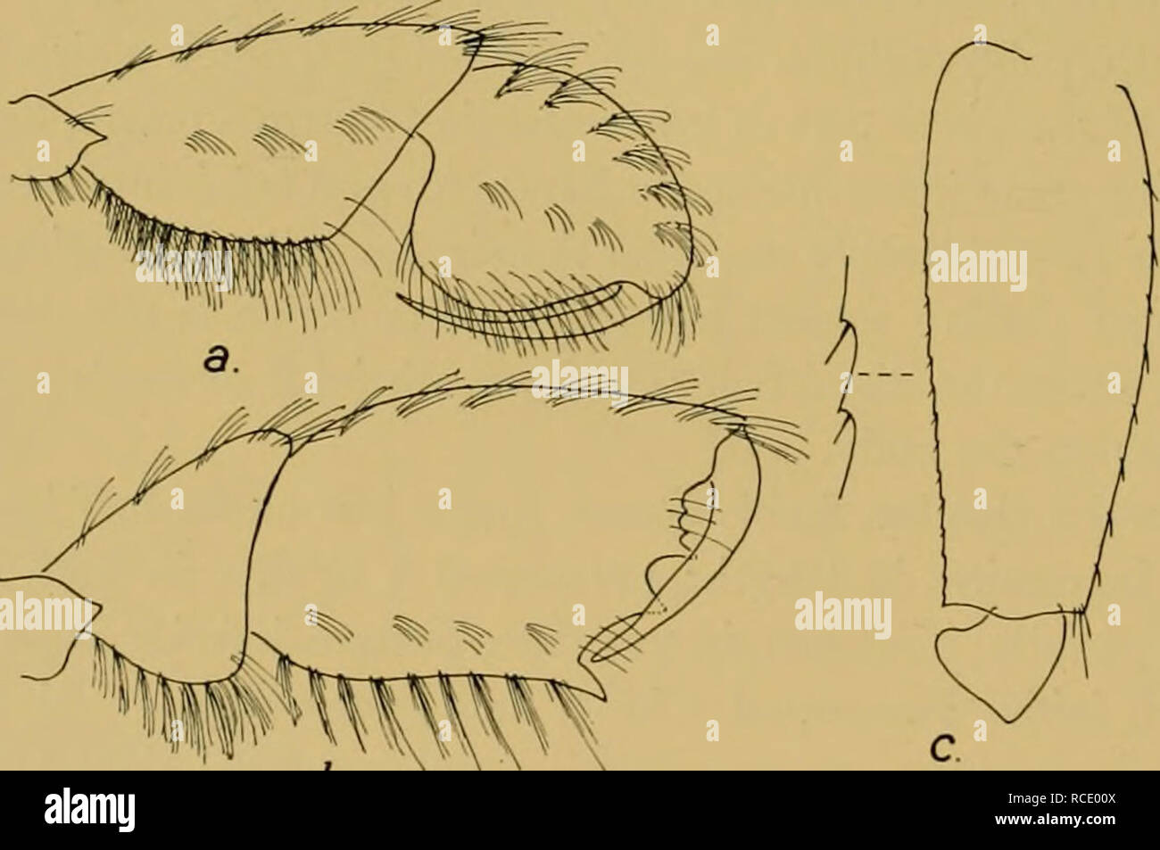 Uropod Rami . Discovery reports. Discovery (Ship); Scientific expeditions; Ocean ...