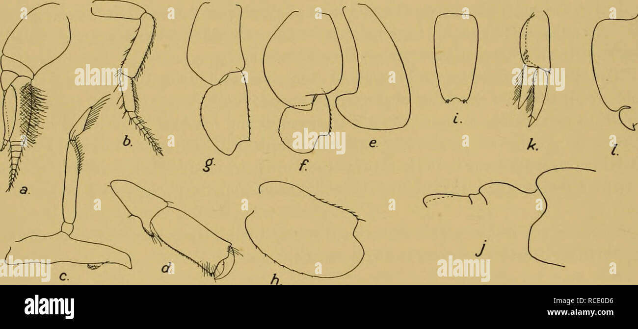 Uropod Rami . Discovery reports. Discovery (Ship); Scientific expeditions; Ocean ...