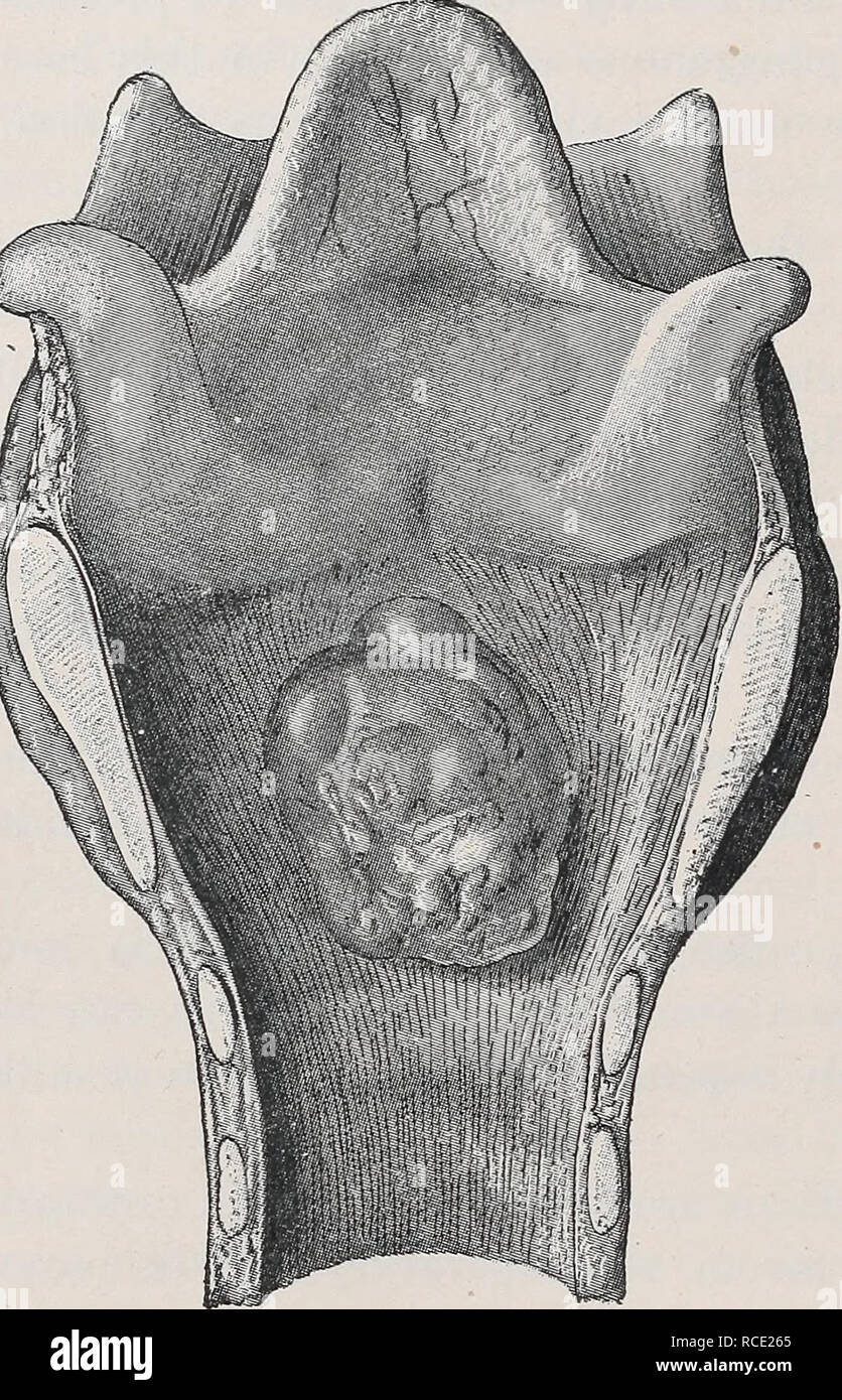 . Diseases of cattle, sheep, goats and swine. Veterinary medicine. 336