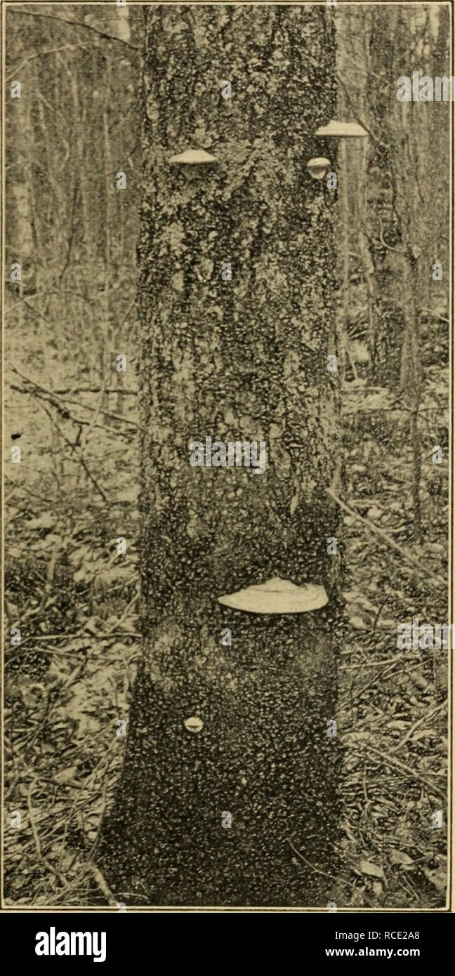 . Diseases of deciduous forest trees. Trees. SAP-ROTS OF SPECIES OF DECIDUOUS TREES. 59 results iii their gradual destruction, ultimately causing the death of the entire tree. The injury to the wood is only local, occurring gen- erally near the base of the trunk. The fungus is said to enter the trunk through injuries near the ground line or through wounds on the roots, and &quot;spreads upward through the entire wood, reaching, in specimens observed, the height of 10 feet. The entire wood of the lower portion of the trunk becomes thoroughly infected before the fungus obtains sufficient vigor t Stock Photo