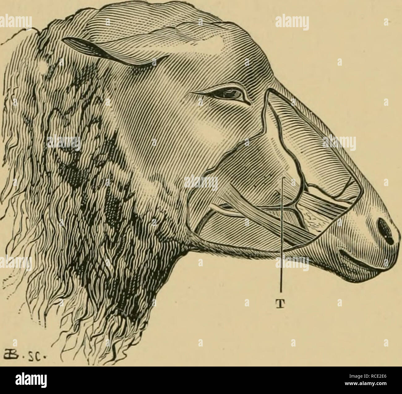 Saphenous Vein Stock Photos & Saphenous Vein Stock Images Alamy