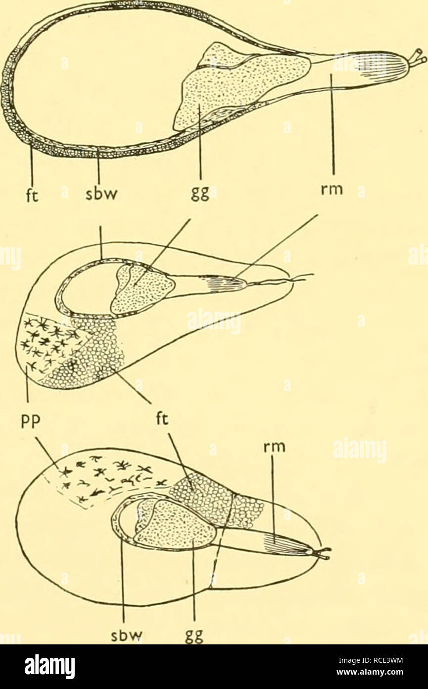 Cyclothone livida hires stock photography and images Alamy