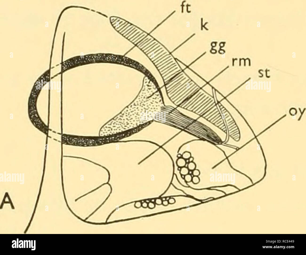 . Discovery reports. Discovery (Ship); Scientific expeditions; Ocean; Antarctica; Falkland Islands. 22 DISCOVERY REPORTS retial vessels formed a capillary network over the inner surface of the sac between the lobes of the gas-gland. Polyipnus laternatus Garman (Text-fig. ioa, b) Position, 130 25' N., 18° 22' W., 28. x. 25, N 450 V, 90o(-o) m. B.M. Reg. no. 1930.1.12. 458-67. Standard lengths 32-5 and 26-5 mm. St. 1582, 05° 39-1' S., 460 22-3' E., 29. v. 35, N 450 H, I900-i85o(-o) m. Standard length 36-0 mm. The swimbladder of this species is suspended in the upper half of the body-cavity, just Stock Photo