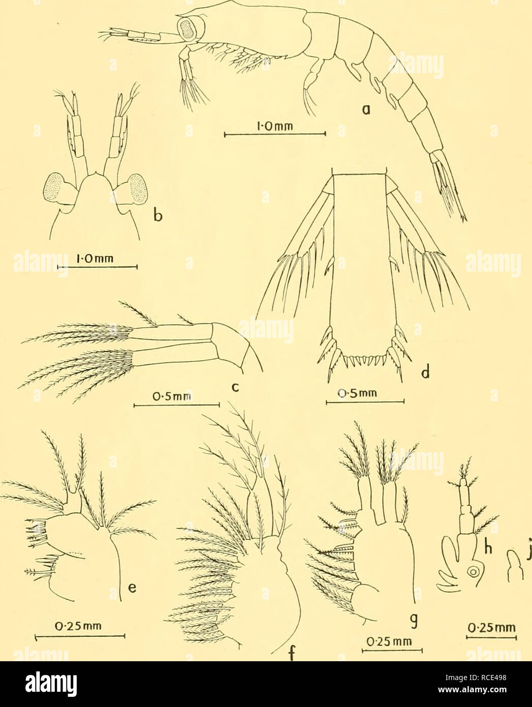 A treatise on zoology . »L ^f. Ym. IV. 1.—Cucumaria pentactes (Linn.),  opened along the right of the median dorsal line ; theright respiratory  tree has been cut short. 2.—Spicule ; 3.—Oral