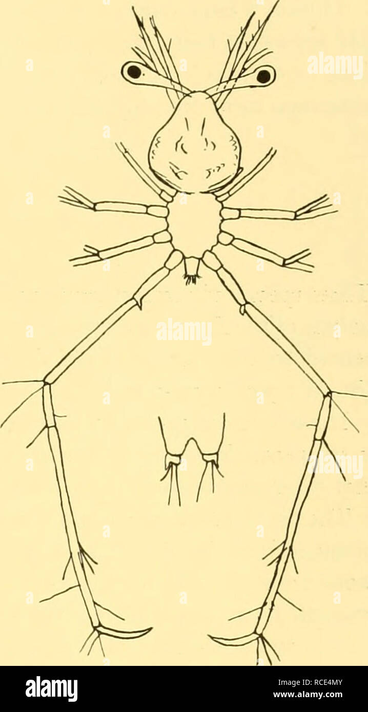 . Discovery reports. Discovery (Ship); Scientific expeditions; Ocean; Antarctica; Falkland Islands. Fig. 2. Callianassa sp. St. WS 998, 3. x. 50. a, b, stage I, length 4-2 mm.; c, d, e, stage II, length 5 mm.;/, g, stage III, length 5-5 mm. Fig. 3. Jasus lalandii, stage I, length 1-5 mm. SCYLLARIDEA , , ... ,T , s Palinuridae Jasus lalandu (Lamarck) Gilchrist, 1916, p. 101. Gurney, 1936, p. 416. Occurrence. St. WS iooo, 50-rO m., 1 phyllosoma, stage I. St. WS 992, 100-0 m., 1 phyllosoma, ?stage VIII. Jasus lalandii is the common crawfish of the district. Phyllosoma, stage I, measured 1-5 mm. f Stock Photo