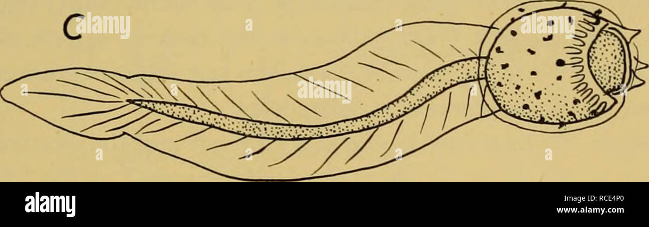 . Discovery reports. Discovery (Ship); Scientific expeditions; Ocean; Antarctica; Falkland Islands. 7.0 mm. Text-fig. 33. Larvae of A, Polyzoa opuntia Lesson (St. WS 221), B, P. reticulata (Herdman) (St. MS 74), and C, Alloeocarpa incrustans (Herdman) (St. 388). External appearance (PI. V, fig. 6). The colonies vary in form, some having closely united zooids with little or no stolon, and in others the zooids are widely separated with long narrow stolons. Larva (Text-fig. 33B). In form this is very like the larva of P. opuntia. The trunk is from 0-72 to 0-90 mm. long, and the tail from i-o to 1 Stock Photo