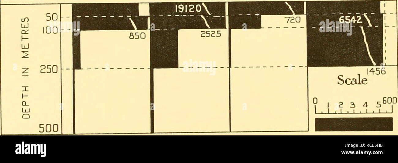 . Discovery reports. Discovery (Ship); Scientific expeditions; Ocean; Antarctica; Falkland Islands. 0 i z 3 4 s600 Scale  l.l.l.l.l.l.l &lt; SOUTH GEORGIA STATIONS 12 II TRISTAN DA CUNHA 10 9. SOUNDINGS 2744 5000 4402 4090 Fig. 62. Showing the vertical distribution of Calanuspropinquus at stations between the Falkland Islands and South Georgia February 1927 and between South Georgia and Tristan da Cunha February 1926. The scale represents the numbers per 50 m. vertical haul taken by a series of closing N 70 V nets. Horizontal broken lines show the ranges of these vertical hauls. For accompanyi Stock Photo