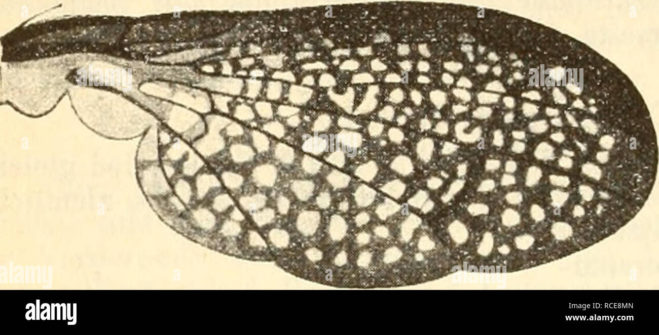 . Diptera = Zweiflügler. Diptera -- Germany. 238 K. Grünberg, dicht stehenden schwarzen Borstenwurzelpunkten, welche undeutliche Längsreihen bilden. Scutellum schwarz, fein grau bestäubt mit dunklem Längsstrich; Pleuren dunkel rotbraun, auf der Mitte dunkler und leicht weiß be- stäubt, Vorderhüften dicht bestäubt. Hin- terleib schwarz, etwas glänzend, fein grau bestäubt, 4. und 5. Segment mit grauem Hinterrand, Hj^po- pygium des J kol- big, glänzend braun. Fig. 272. Coremacera marginata (F.), Flügel. Flügel (Fig. 272) in- tensiv geschwärzt mit gleichmäßig feiner Gitterung, Vorderrand bis zur S Stock Photo