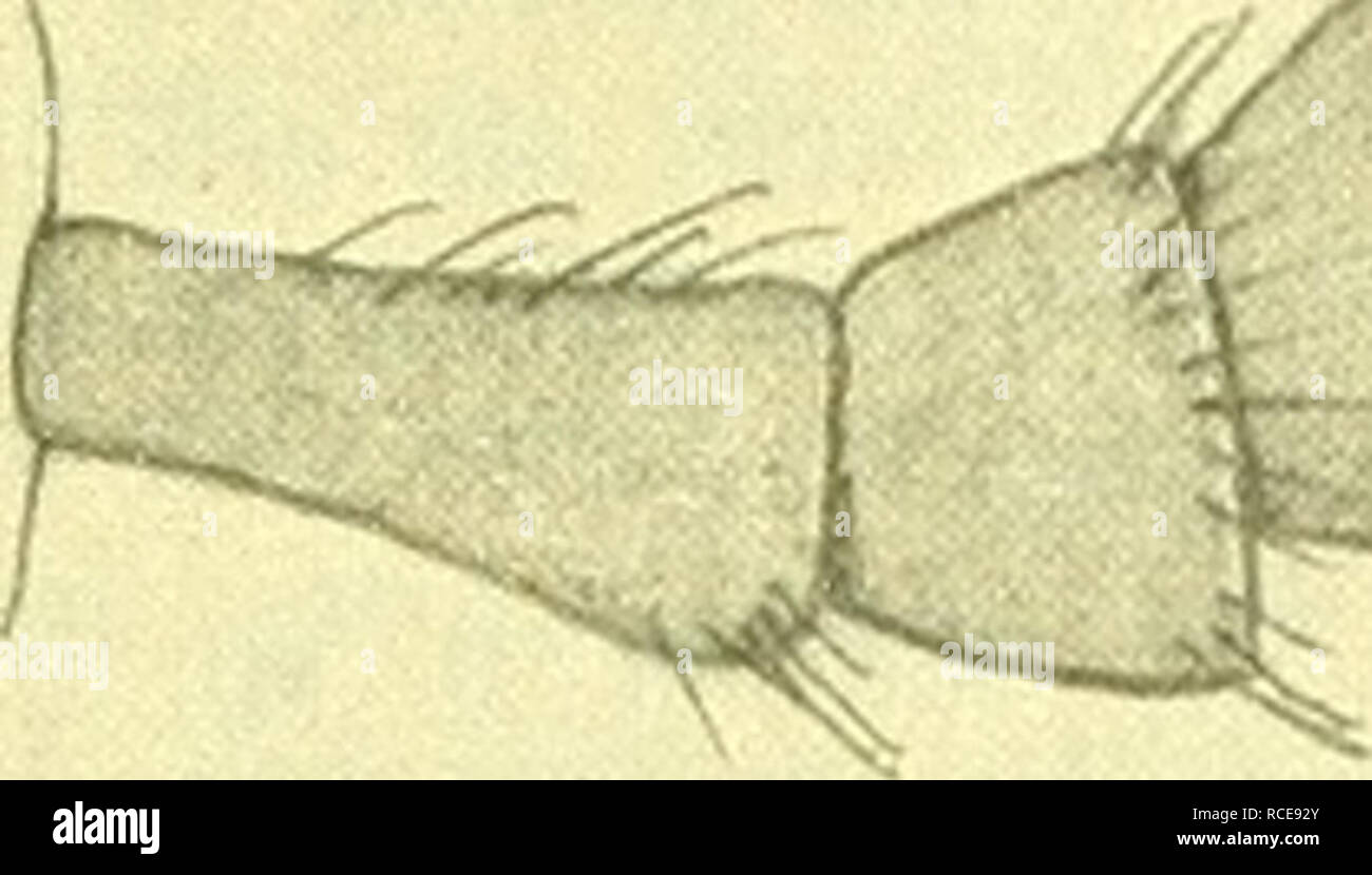 . Dipterologische studien. Dolichopodidae. Dipterologische Studien über
