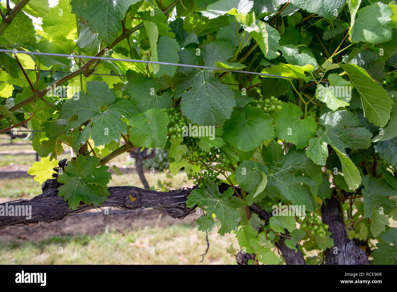 Grapes on the vine fruit hires stock photography and images Alamy