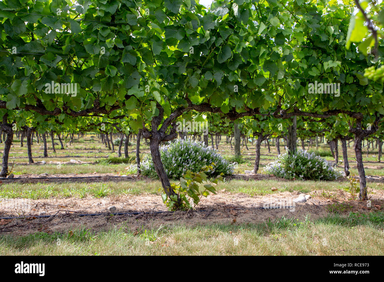 Companion plants growing under grape vine rows attract bees and beneficial insects Stock Photo
