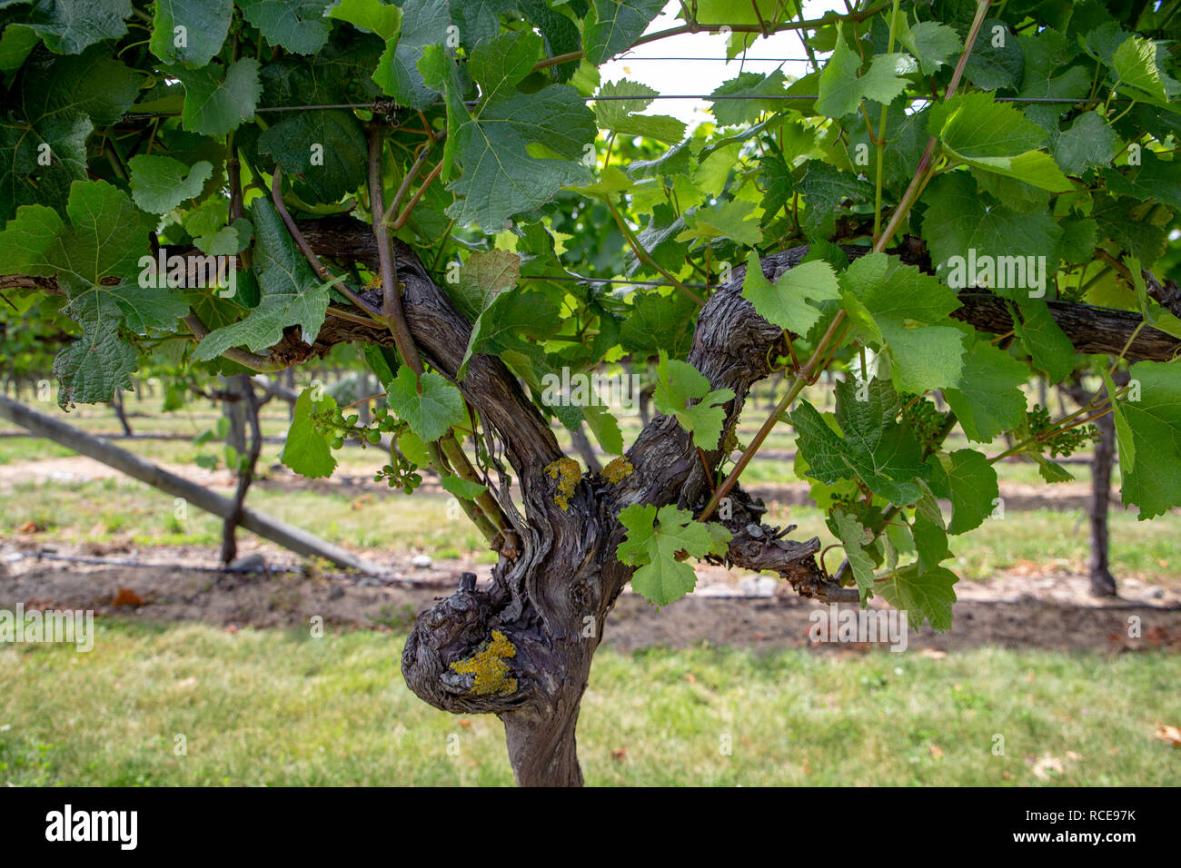 Grapevine trellis hires stock photography and images Alamy