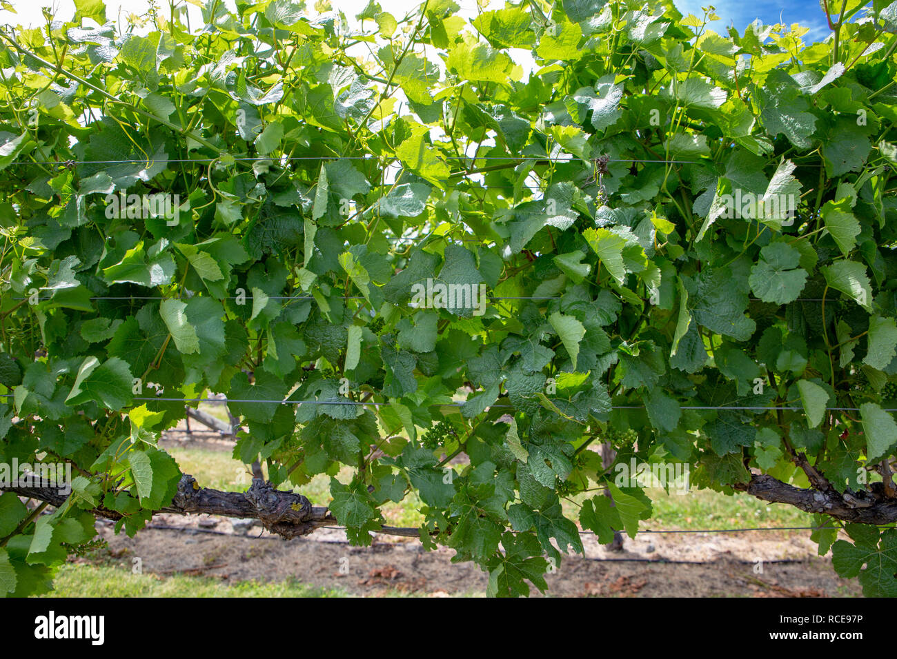 Fresh green grape vine leaves in a tidy vineyard in New Zealand Stock Photo