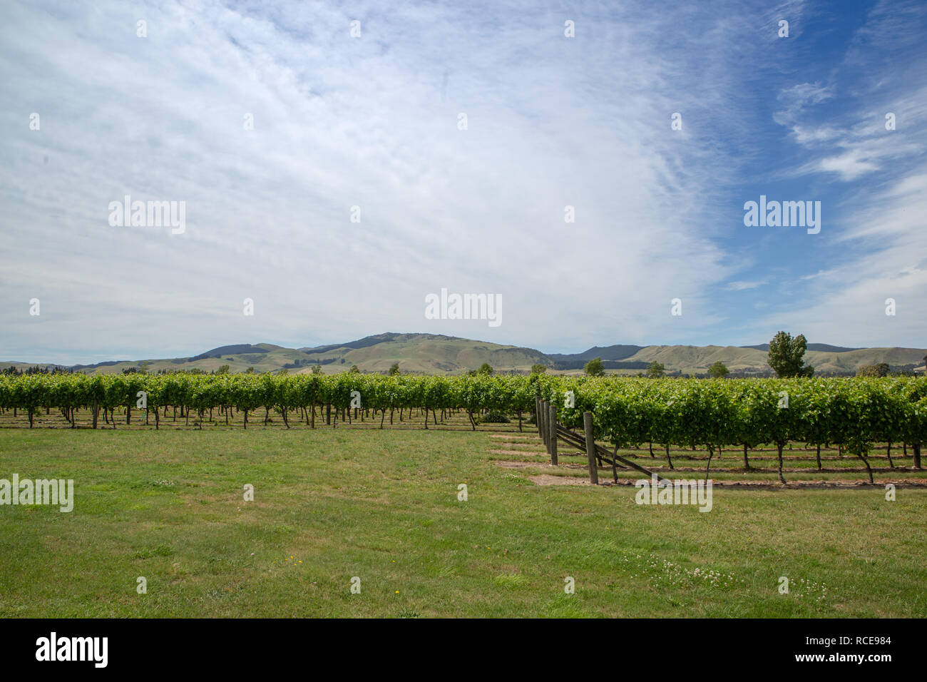 Rows of grapes growing in a Waipara vineyard, New Zealand Stock Photo