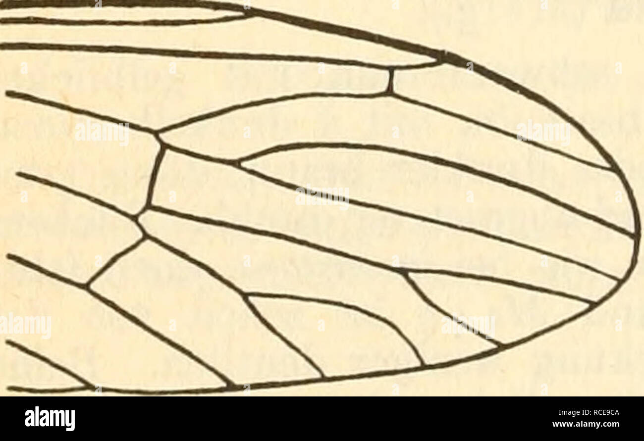 . Diptera = ZweiflÃ¼gler. Diptera -- Germany. 64 K. GrÃ¼nberg, kÃ¼rzt, an den Pleuren und am HinterrÃ¼cken weiÃlichgrau bestÃ¤ubt. Scutellum braun, auf der Mitte dunkler. FlÃ¼gel brÃ¤unlich getrÃ¼bt, Adern dunkelbraun, alle Queradern sowie die Gabelstelle von j'?2-|-3 bis zur MÃ¼ndung von Sc dunkelbraun gesÃ¤umt. Ã'4-1-5 einfach. Discoidalzelle fehlt. Beine dunkelbraun, Schenkel bis vor die Spitze gelblichbraun. Hinterleib hell gelblich graubraun, oben mit breiter verschwommener schwÃ¤rzlicher Mittelstrieme und schÃ¤rferen schmalen schwarzen Seitenlinien. 7. und S. Segment auf der Unterseite s Stock Photo