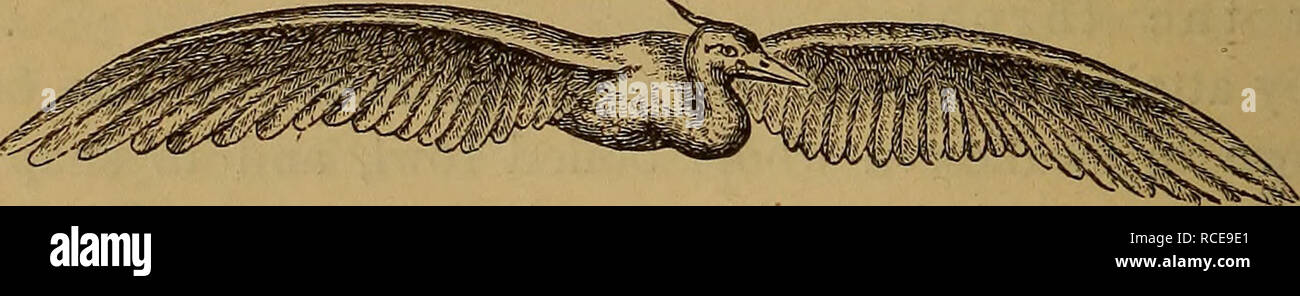 . Elements of zoölogy. Zoology. Fig. 292.—The adjutant-bird, showing the foot resting from heel to toe upon the ground. Herons (Ardeidce).—The great blue heron {Ardea herodias) is a familiar example in the Eastern States, rang- ing as far south as Guatemala, Central America. They. Fig. 293.—European heron {Ardea cinerea) in full flight—a slow flier. attain a length of four feet, and are slow fliers (Fig, 293). The general color is grayish-blue, with black and white. Please note that these images are extracted from scanned page images that may have been digitally enhanced for readability - colo Stock Photo
