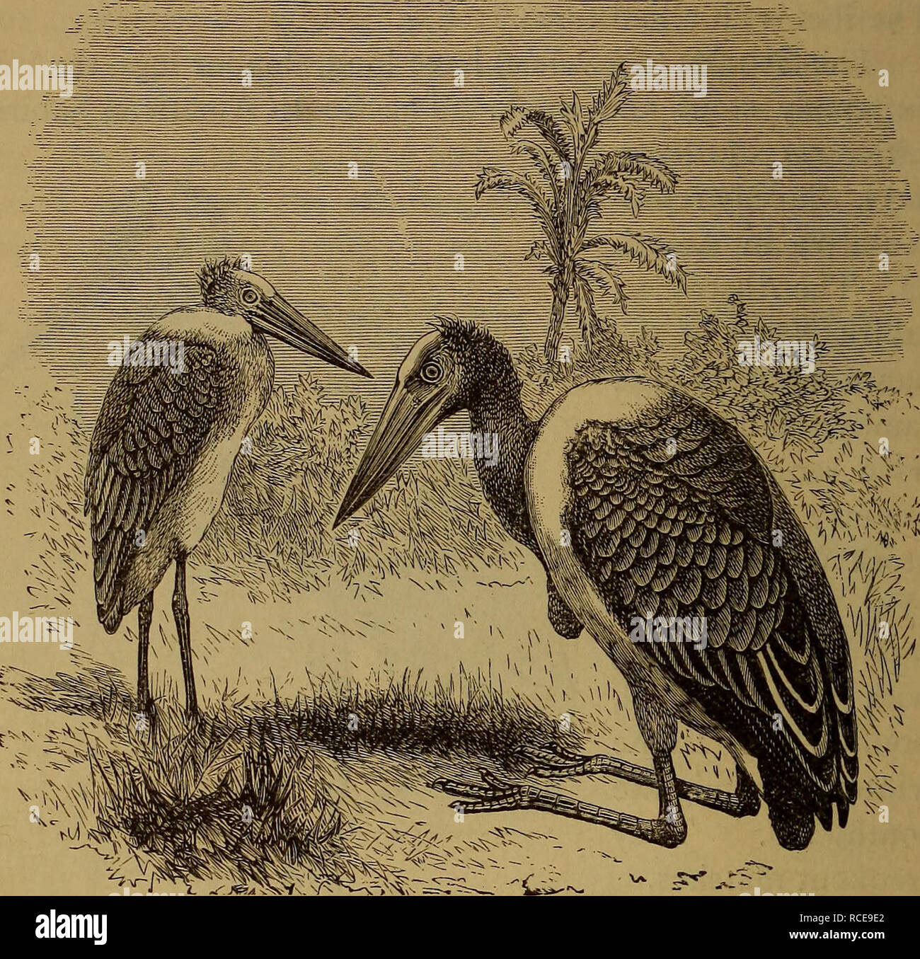 Elements of zoölogy. Zoology. 256 BACKBONED ANIMALS. marabou stork, from  which the feathers of that name come, is the most valuable of the family..  Fig. 292.—The adjutant-bird, showing the foot resting