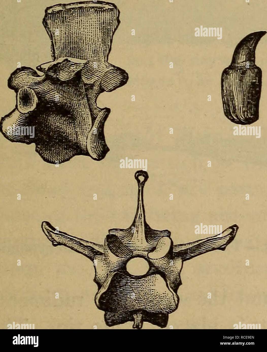 . Elements of zoölogy. Zoology. TOOTHED BIRDS. 233. Sub-Class II.—Toothed Birds (Odontornithes). These strange fossil birds were discovered in the creta- ceous beds of this country by Professor Marsh. Their rep- tilian and fish-like characteris- tics are seen in the vertebras, which are biconcave. The jaws, long and slender, were armed with teeth (Fig. 274) placed in sockets as are those of the croc- odile. Some were fliers and oth- ers had rudimentary wings. The Hesperornis was a large aquatic bird about six feet in height. Its jaws were supplied with teeth set in grooves, the wings were usel Stock Photo