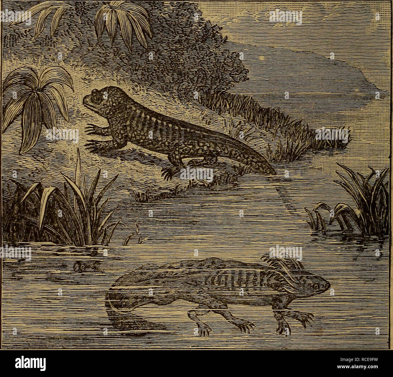 Images axolotl hi-res stock photography and images - Alamy