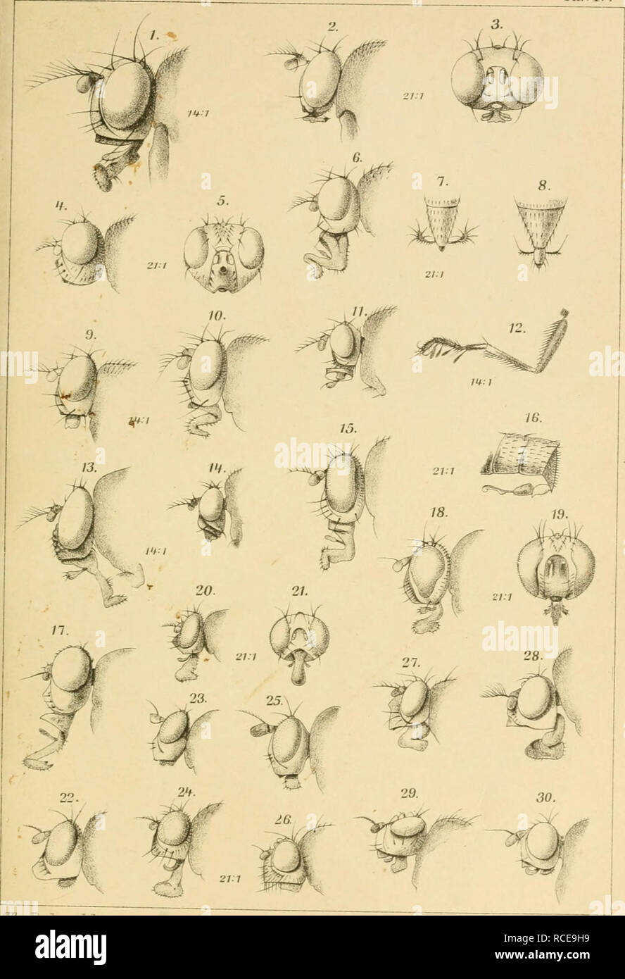 . Dipterologische Studien. Diptera. BeiiuuT entom. Zeitschrift. Bd.. XU. 1896. Taf.W.. T%. Becker- del Nw.trüLn&gt;ir,z 7 izh.. Fig. l) Dich, caudata; 2) 3) Ephygr. nitidula; 4) 5) Hec. albicans; 6) Allotr. laterale; 7) id.Hypop.; x) All. filiforme Hypop.; 9) Clas. dimidiatipeunis; 10) Cl. glaucella; 11) Coestr. lepidopes; 12) id. iMittelbeia; 13) Disc. incurva; 14) Athyr. glabra; 15) Hydr. griseola; 16) H. lamina Hypop ; 17) Qymn. subsultans; 18) 19) Qleii. ripicola; 20) 21) Atissa limo- sina; 22) Philygr. vittipennis; 23)Hyad. nitida; 24) At. Durreuberg.; 25) Ax. cesta; 2ü) Seat, quadriset.; Stock Photo