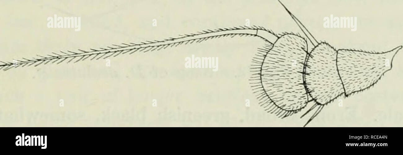 . Diptera Danica: genera and species of flies hitherto found in Denmark. Diptera. - . ' Dolichopodidae. 225 1. D. oculatus Fall. 1823. Fall. Dipt. Suec. Dol. 28,22 (DoHchopus). — 1830. Meig. Sysl. Beschr. VI, 360. — 1843. Zett. Dipt. Scand. II, 491, 1, et 1855. XII, 4621, 1. — 1862. Schin. F. A. I, 187. — 1903. Kal. paliiarkt. Dipt. II, 322. — Diaphora himaculdta Macq. 1827. Soc. Sc. Lille, 1827, 22, 2, et 1834. Suit, a Buff. I, 448, 2, Tab. X, fig. 22. — Diaphorus Umaculatus 1838. Meig. Syst. Beschr. VII, 148, 7. — Diaphorus flavocinctus Meig. 1824. Syst. Beschr. IV. 33, 1, Tab. XXXIV, Fig. 8 Stock Photo