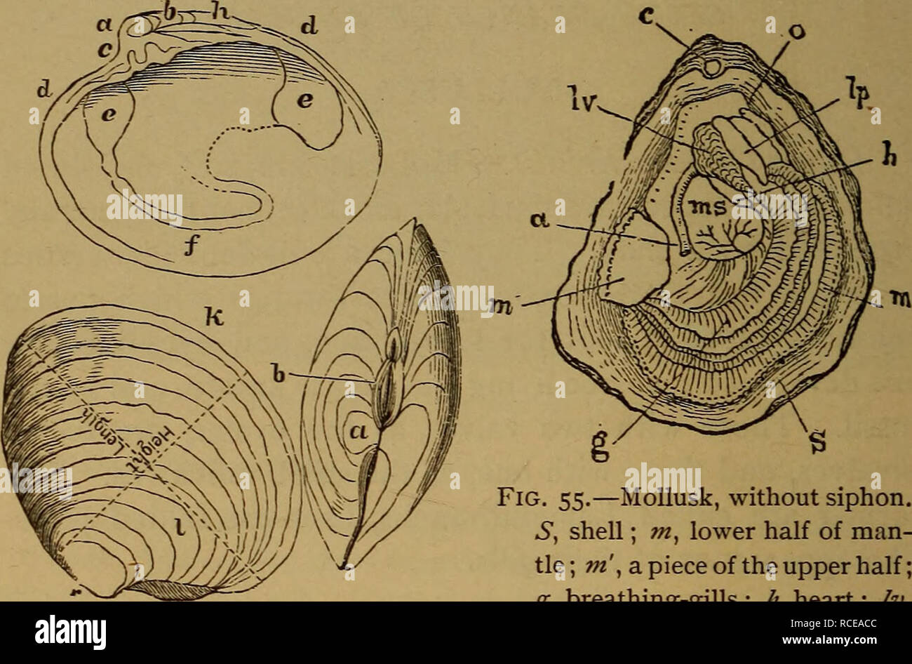 Adductor Muscles Bivalves