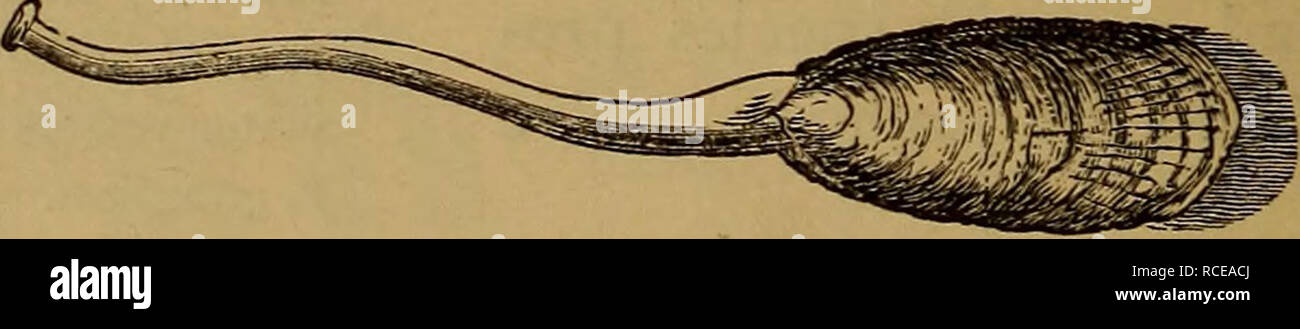 Lingula brachiopod hi-res stock photography and images - Alamy