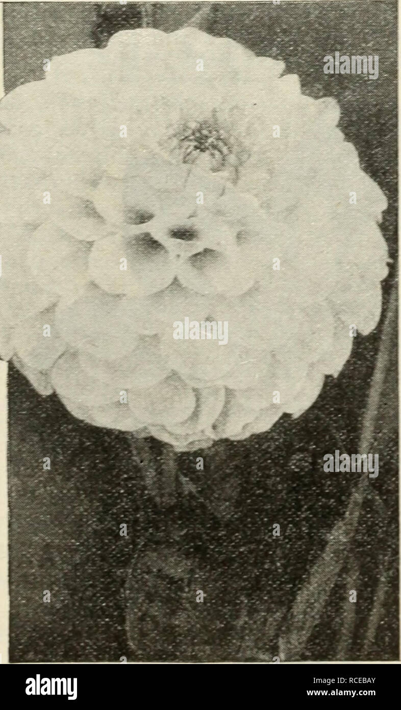 . Dingee guide to rose culture : for more than 60 years an authority 1918. . Decorative Dahlia. Single Dahlia—Twentieth Century, Fancy Dahlias Ethel Schmidt—White, suft'used pink, spotted and penciled crimson. Per- fect form and produced in the greatest profusion on long, slender stems. Fern Leaved Beauty—Rich red, tipped white, with fern-like foliage. Frank Smith—Rich maroon, tipped white. Uncertainty—Color varies from blush pink to dark red, with all the inter- mediate variations; no two flowers alike. Gold Medal—Brightest yellow, spotted and penciled vermilion. Strong plants. Mrs. John Doun Stock Photo