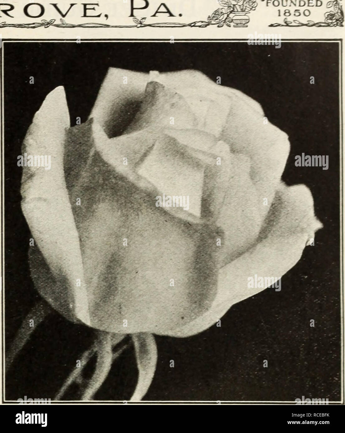 . Dingee guide to rose culture : for more than 60 years an authority 1918. . Marie Xan Houtte. Marie Guillot. *Marie Van Houtte It is a strong and sturdy grower, blooming con- stantly, with great freedom. The color of the flow- ers, which are large, full and double, is pale canary- yellow, passing to rich, creamy-white, shaded with pale rose. MAD. AGATHA NABONNAND—This splendid Rose, in color, is like the delicate hues seen in the inside of the fairest deep-sea shells; rosy-flesh, bathed in golden amber. The buds are immense, and have the shape of an egg. with broad, shell- like petals; large  Stock Photo