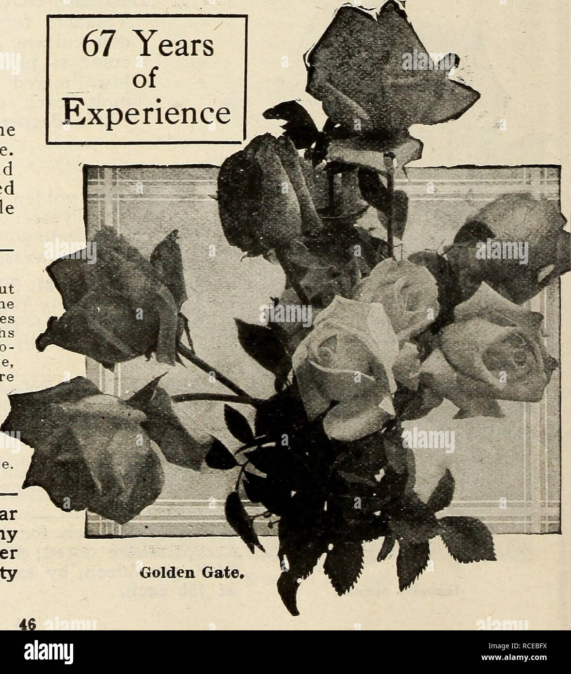 . Dingee guide to rose culture : for more than 60 years an authority 1918. l-ady HilUngdon HARDY EVtRBLOOMING TEA ROSESâContinued. Xady Hillingdon One of the latest introductions of the Tea class and has taken the medal over all yellow Roses, the color being one almost beyond description, apricot yellow shaded to orange on the outer edge of the petals, becoming deeper and more intense toward the center of the bloom. The color does not fade after the bloom is cut, but invariably becomes darker. Buds are produced on long, strong, wiry stems, well above the foliage, producing a slender and gracef Stock Photo
