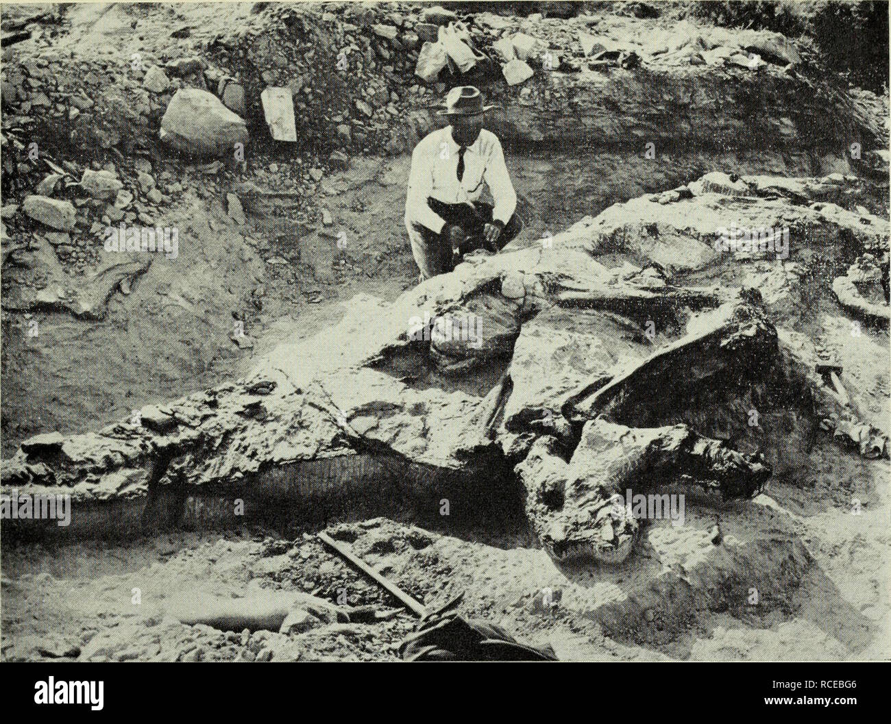 . Dinosaur hunting in western Canada. Dinosaurs; Paleontology. Dr. Barnuin Brown and the skeleton of a duck-billed dinosaur {type of Corythosaurus casuariusj, Oldman formation, Red Deer River, 1912. A.M.N.H., No. 18552. another new duck-billed dinosaur {Prosaurolophus maximus), the skull of a new horned dinosaur C'Monoclonius'' flexus) and the complete skeleton of another C'Monocionius'' nasicornus), the skull and portion of the skeleton of a small armoured dinosaur, two skeletons of the large flesh- eating dinosaur {Gorgosaurus libratus), and a fine skeleton of the bird- mimic dinosaur {Strut Stock Photo