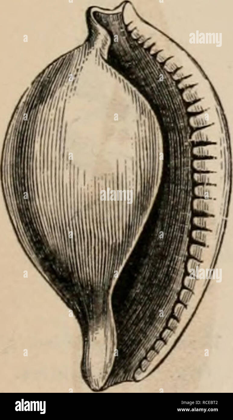 . Elements of zoölogy : a textbook. Zoology. Fro. 568. FIG. 567. Trivia eurnpea, Mout. Britain. Cypra-a. Reduced. Indian Ocean. FIG. 5GO. Marginella inibrriilnln. Lam. Reduced. W. Aliioa. FIG. 571. FIG. 570.. Please note that these images are extracted from scanned page images that may have been digitally enhanced for readability - coloration and appearance of these illustrations may not perfectly resemble the original work.. Tenney, Sanborn, 1827-1877. New York : Scribner Stock Photo