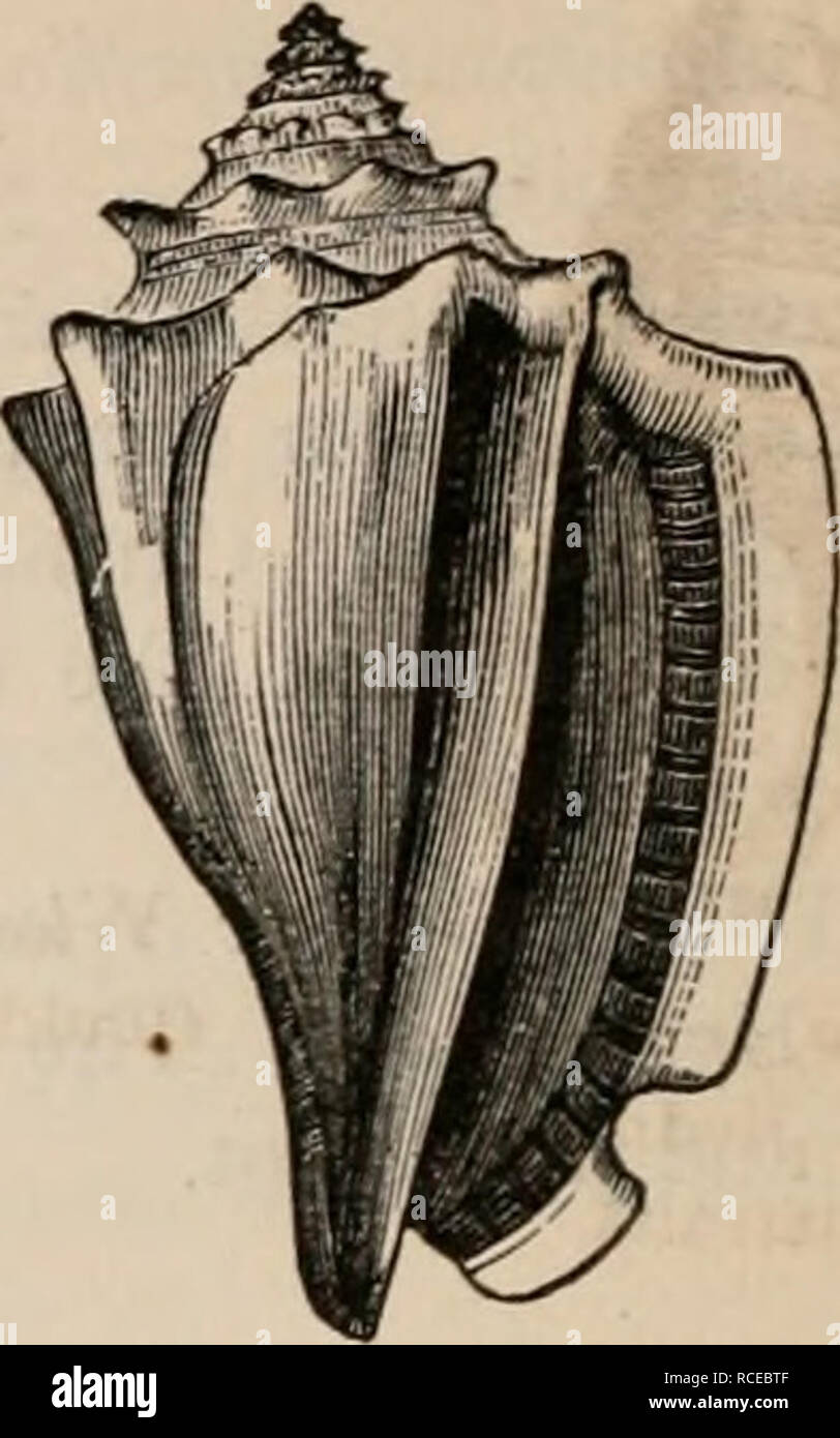 . Elements of zoölogy : a textbook. Zoology. Strombus pugilis, L. One half. West Indies. Aporrhais occidentalis, Beck. New England. Those prosobranchiates which have tlie shell with the aperture notched, or prolonged into a sort of canal in FIG. 554. FIG. 555.. Please note that these images are extracted from scanned page images that may have been digitally enhanced for readability - coloration and appearance of these illustrations may not perfectly resemble the original work.. Tenney, Sanborn, 1827-1877. New York : Scribner Stock Photo